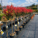 Červienka Fraserova (Photinia × fraseri) ´ROBUSTA COMPACTA´ - výška 140-170 cm, obvod kmeňa 6/8 cm, kont. C15L NA KMIENKU